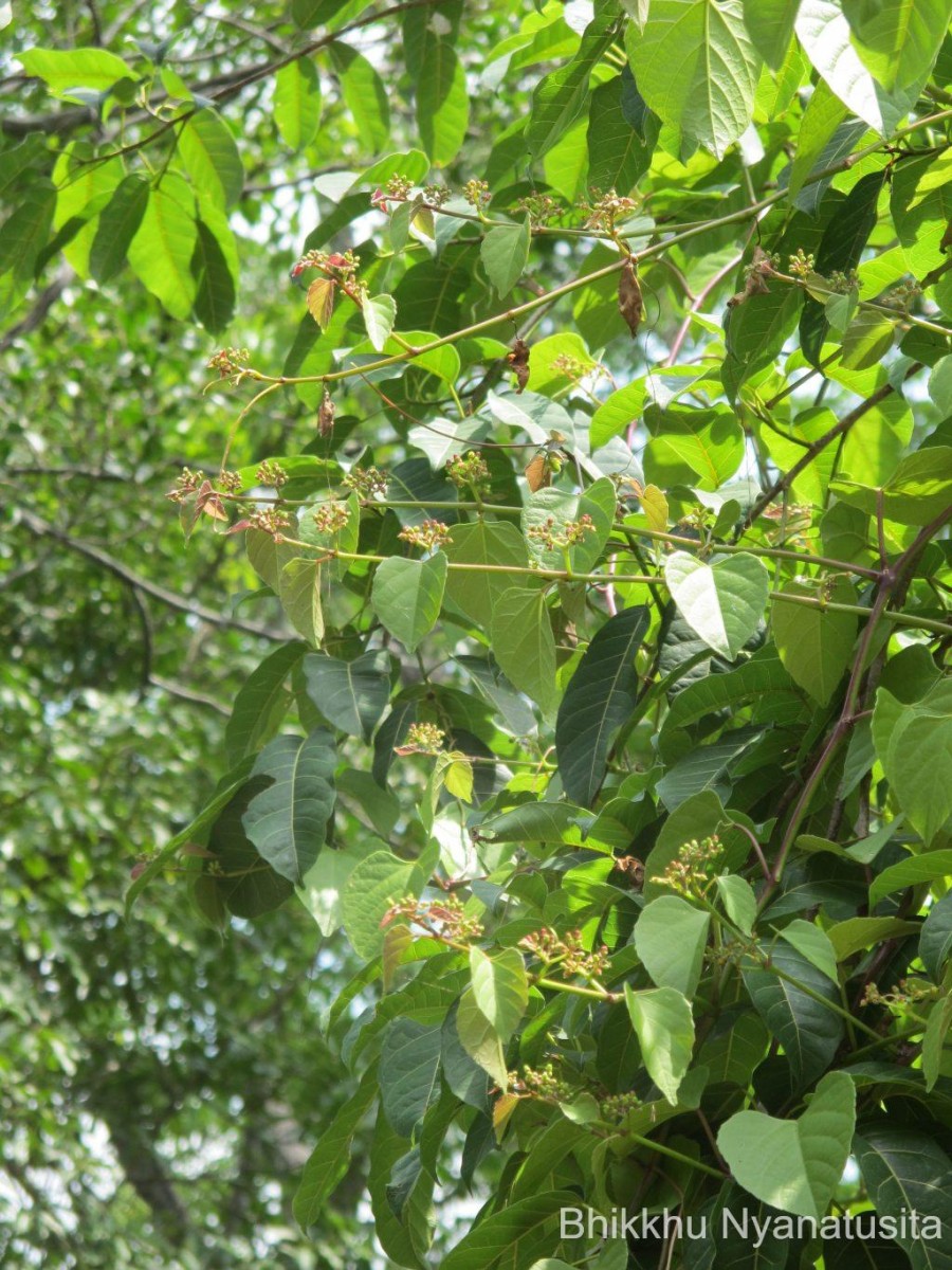 Cissus lonchiphylla Thwaites